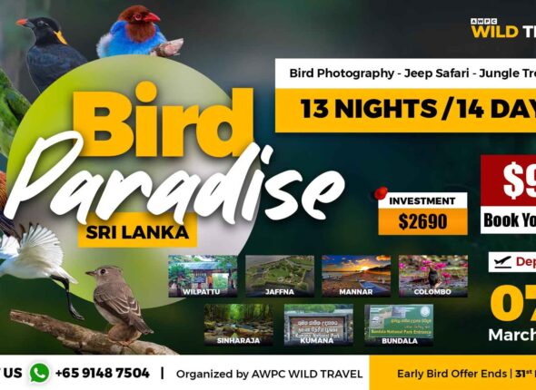 1---Bird-paradise