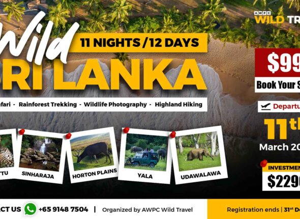 2---Wild-Sri-Lanka