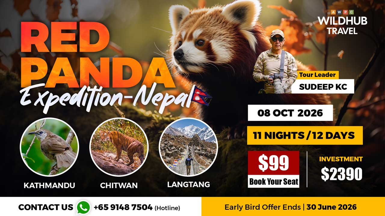 4---Red-Panda-Expedition