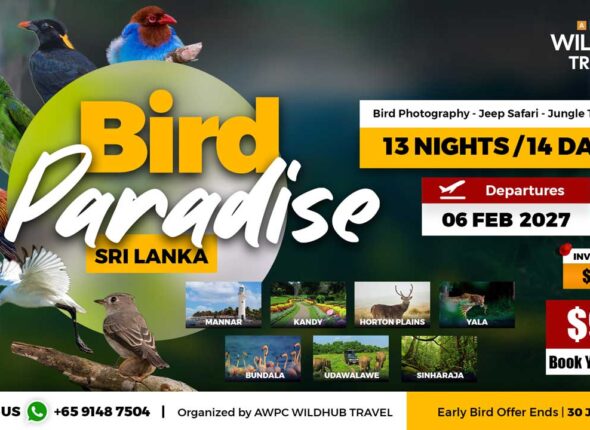 10---Bird-Paradise