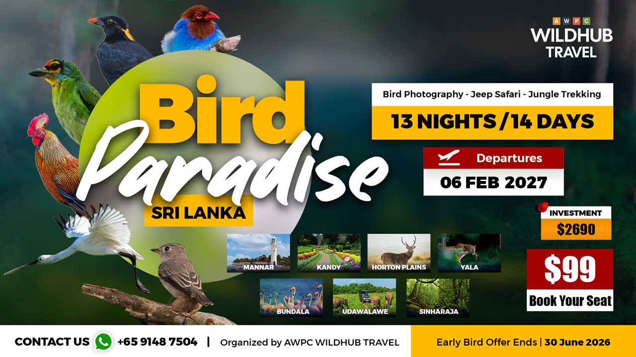 10---Bird-Paradise