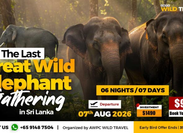 10---Wild-Elephant-Gathering_