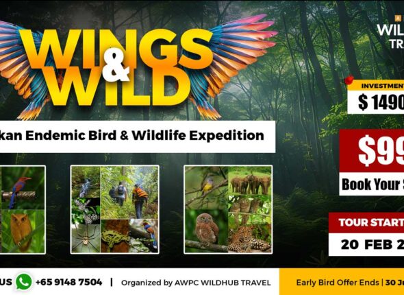 11---Wings-&-Wilds