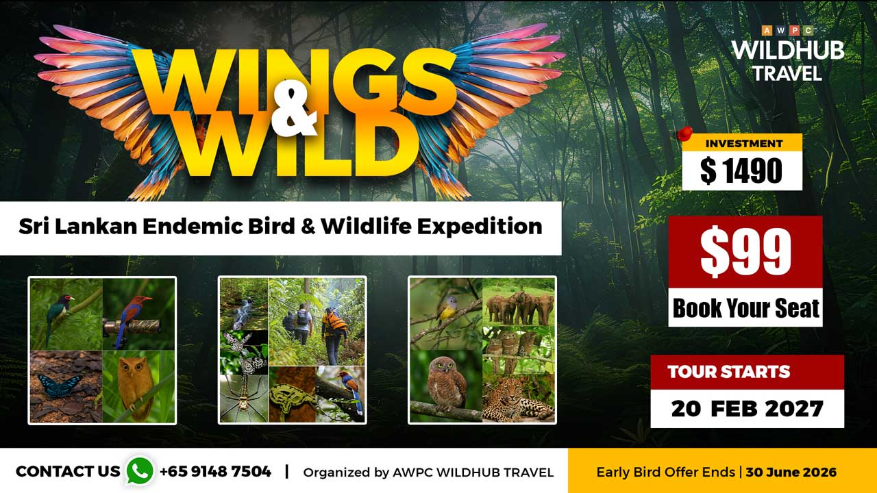 11---Wings-&-Wilds