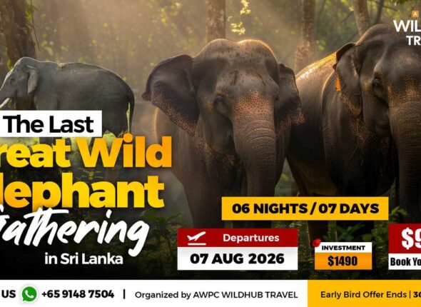2---Elephant-Gathering