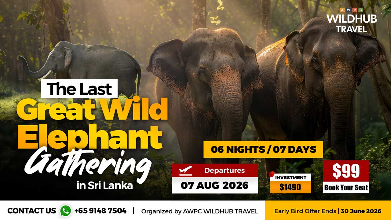 2---Elephant-Gathering