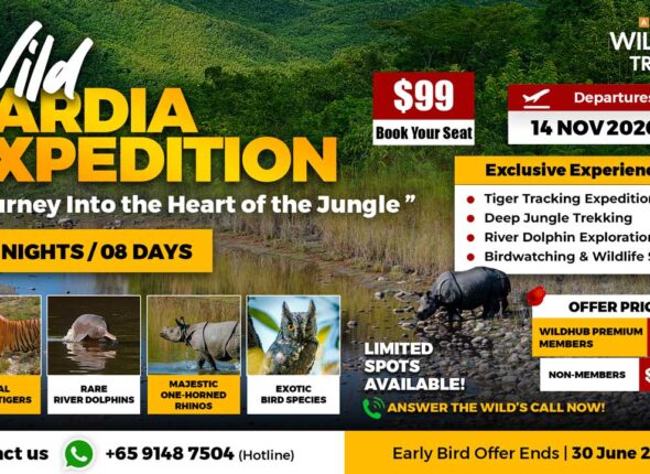 7---Wild-Bardia