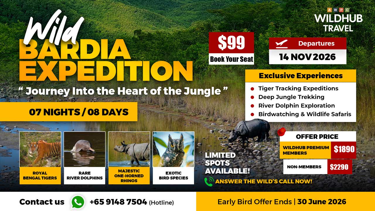 7---Wild-Bardia