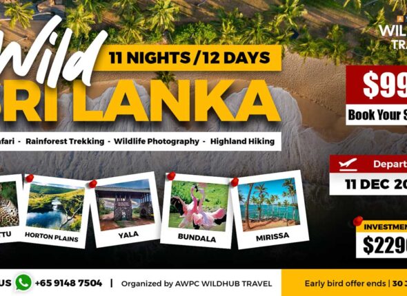 8---Wild-Sri-Lanka