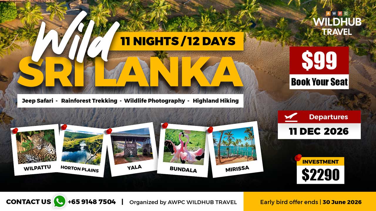 8---Wild-Sri-Lanka