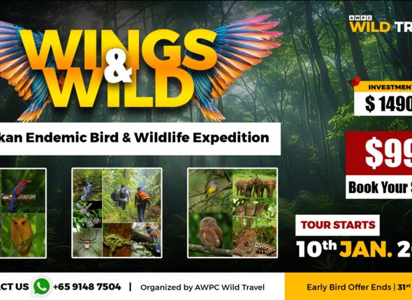 Web Banner